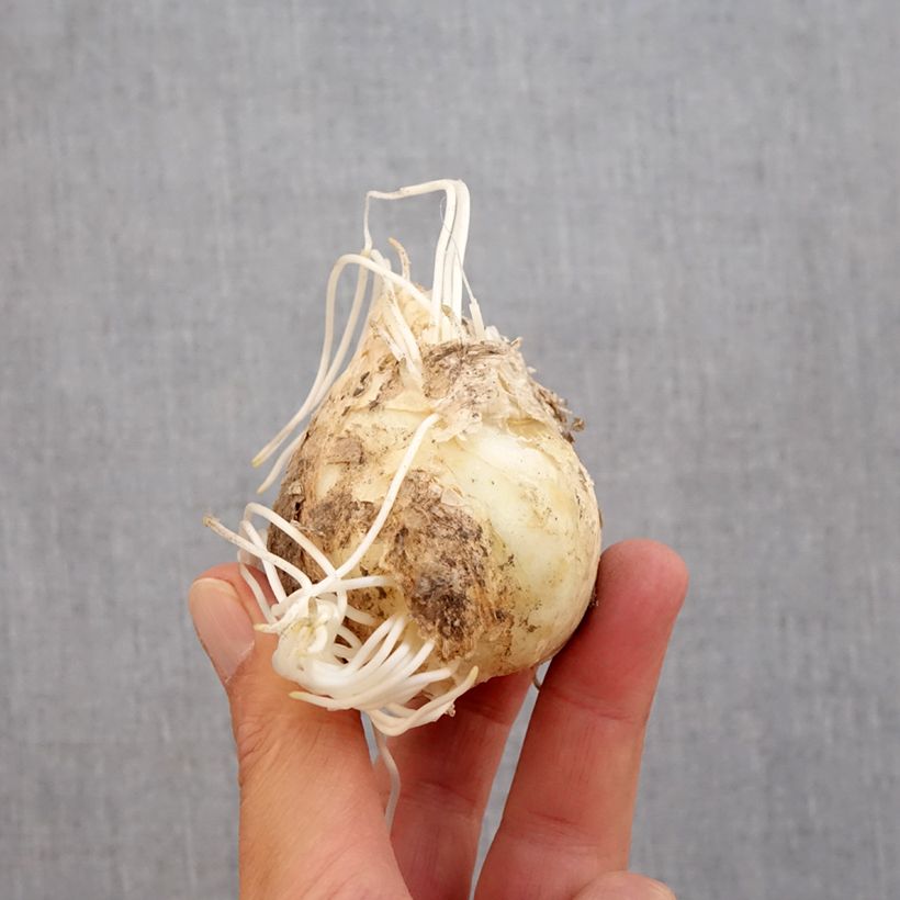 Fritillaria persica Bulb size 20+ sample as delivered in autumn