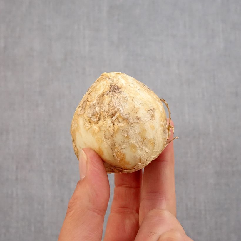 Fritillaria persica Green Dreams Bulb size 20+ sample as delivered in autumn