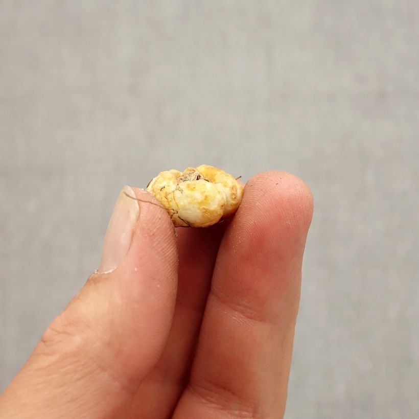 Fritillaria pontica  Bulb size 5+ sample as delivered in autumn