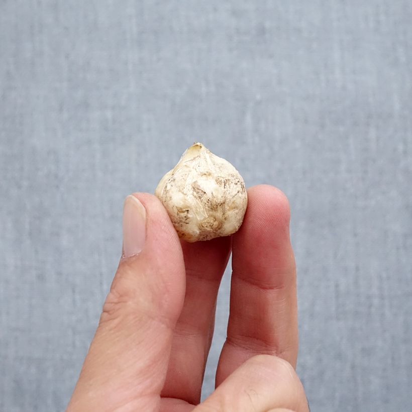 Fritillaria stenanthera Bulb size I sample as delivered in autumn