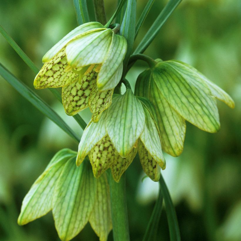 Fritillaria thunbergii (Flowering)