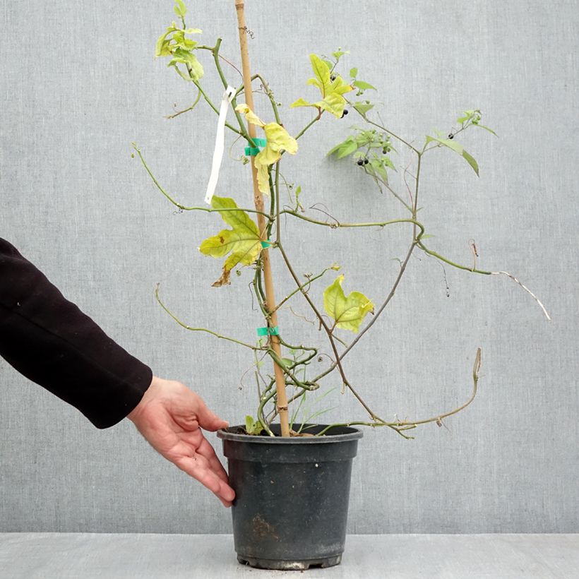 Passiflora edulis 3L/4L pot sample as delivered in autumn