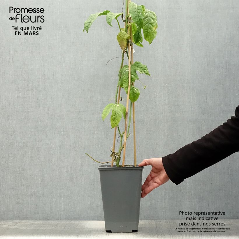 Passiflora edulis 3L/4L pot sample as delivered in spring