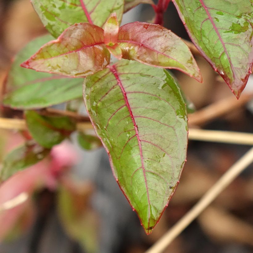 Fuchsia alpestris Grimpant (Foliage)