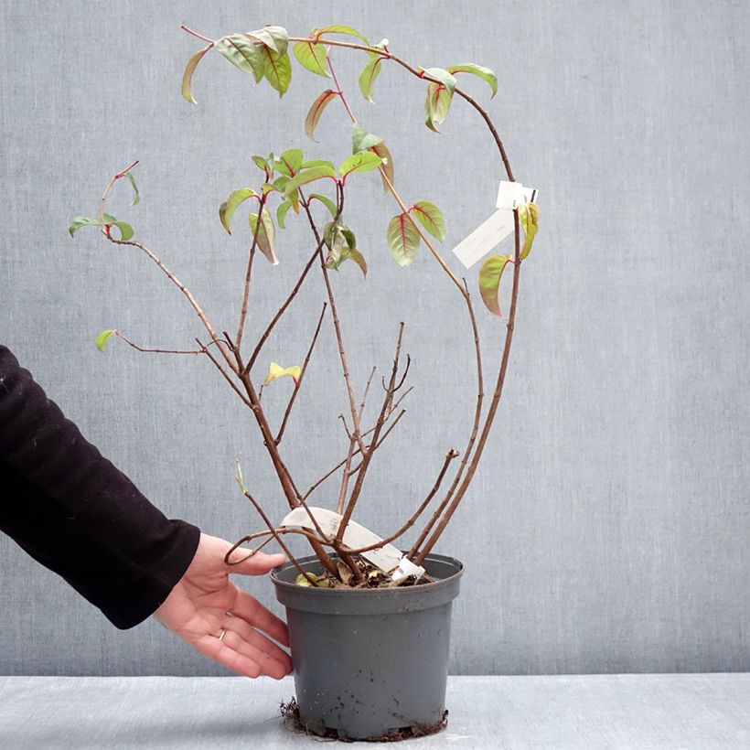 Fuchsia alpestris Grimpant 3L/4L pot sample as delivered in winter