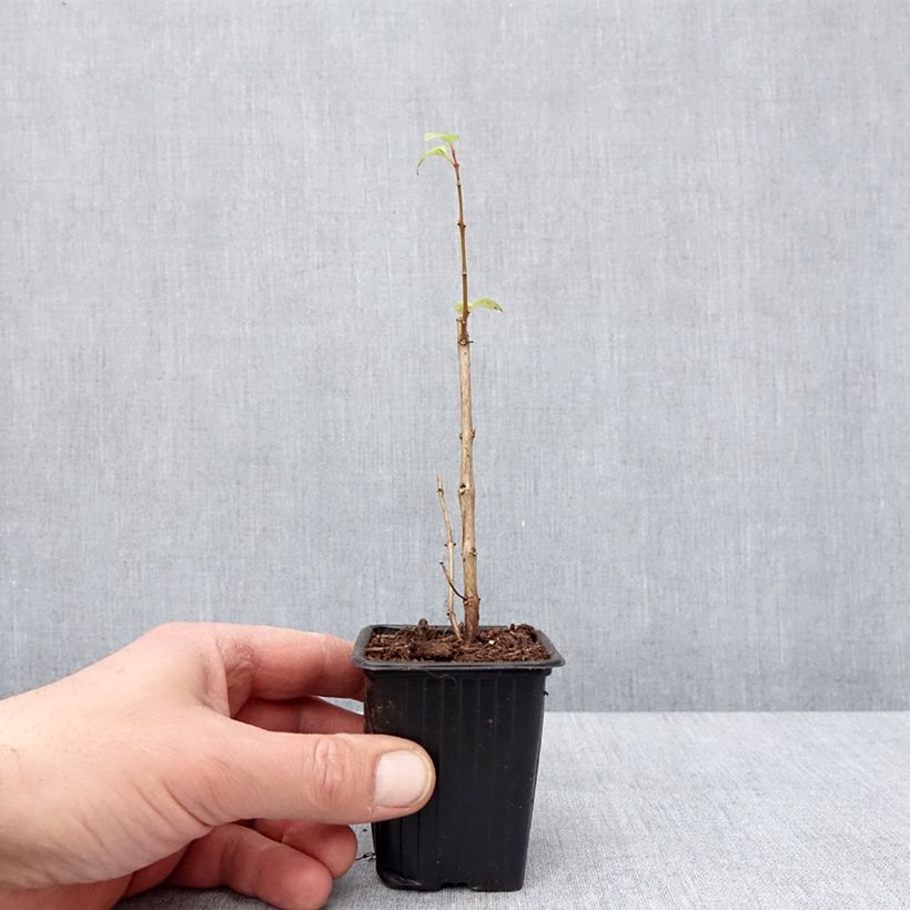 Fuchsia hybrida Annabel 8/9 cm pot sample as delivered in winter