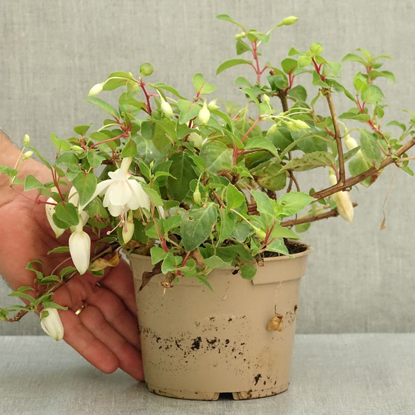 Fuchsia hybrida Annabel 12cm pot sample as delivered in summer