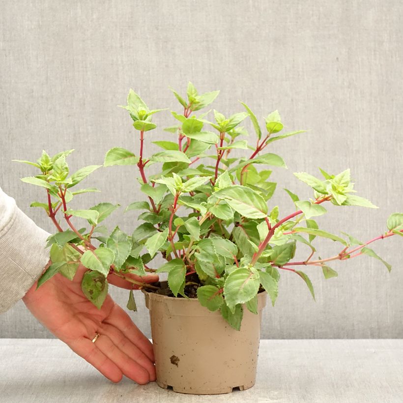 Fuchsia hybrida Annabel 12cm pot sample as delivered in spring