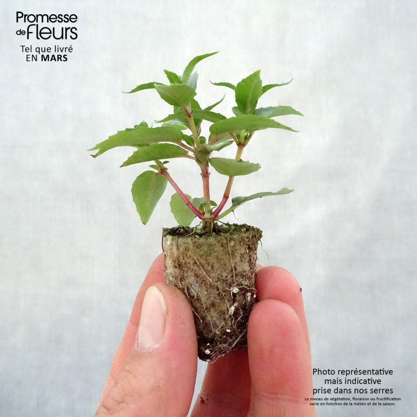 Fuchsia Bella Faya Plug plant 3/4cm sample as delivered in spring