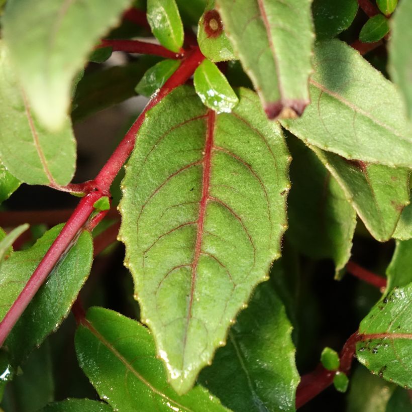 Fuchsia Bella Sacha (Foliage)