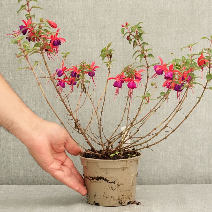 Fuchsia Bella Sacha 12cm pot sample as delivered in summer