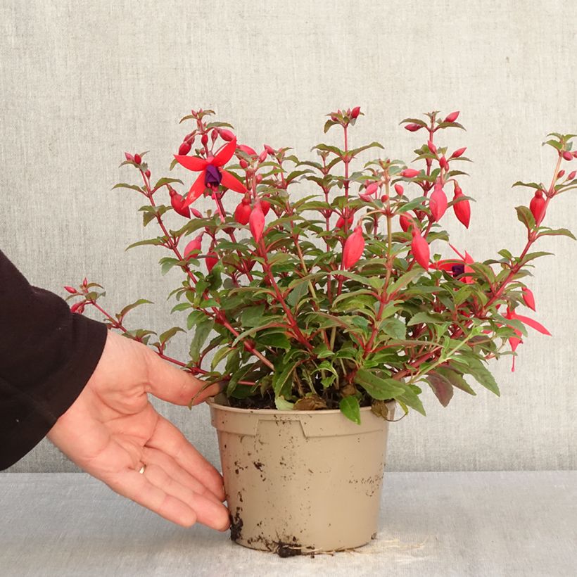 Fuchsia Bella Sacha 12cm pot sample as delivered in spring