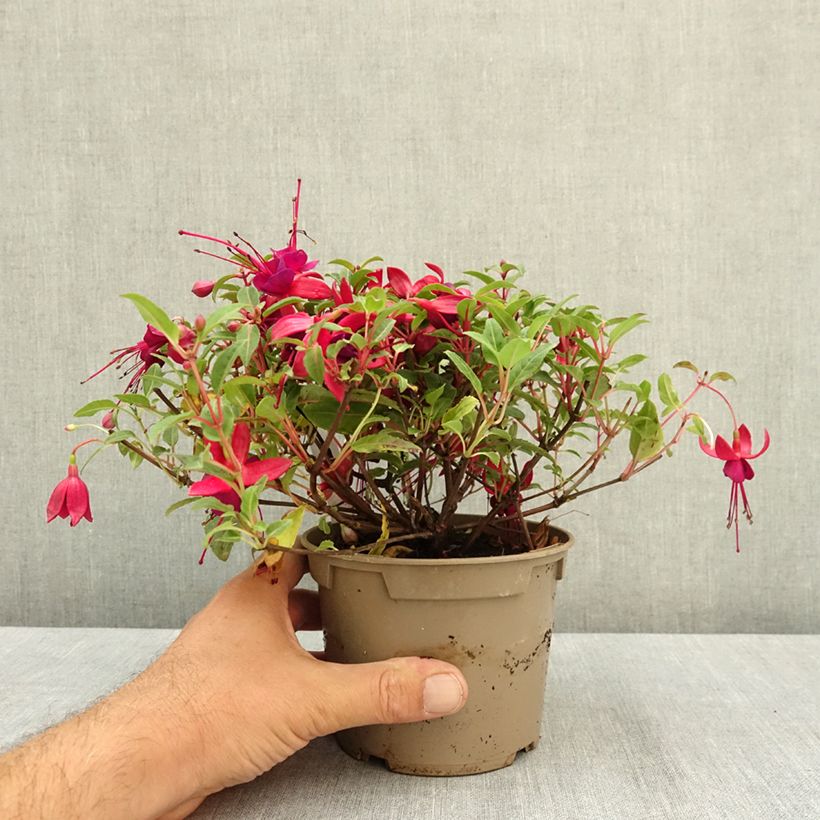 Fuchsia Soila (Bella Series) 12cm pot sample as delivered in summer