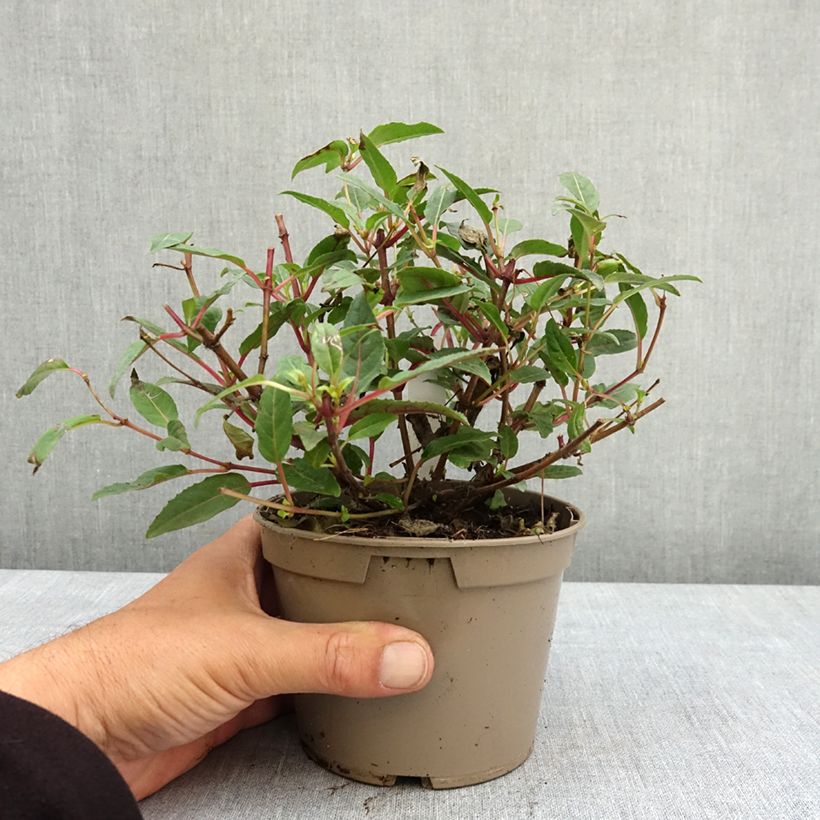 Fuchsia Soila (Bella Series) 12cm pot sample as delivered in spring