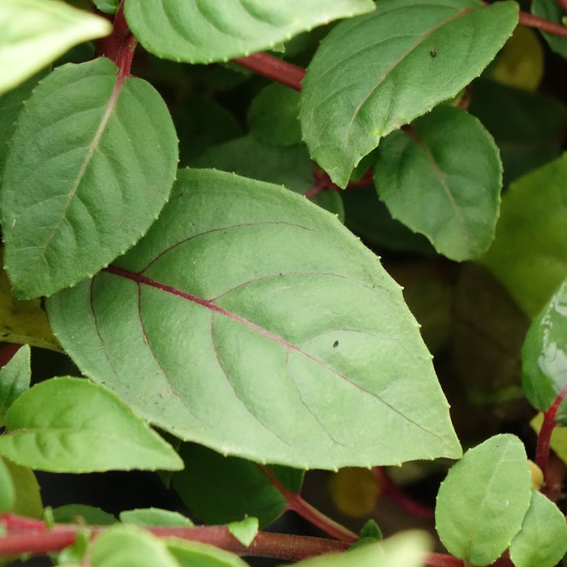 Fuchsia Paula Jane (Foliage)