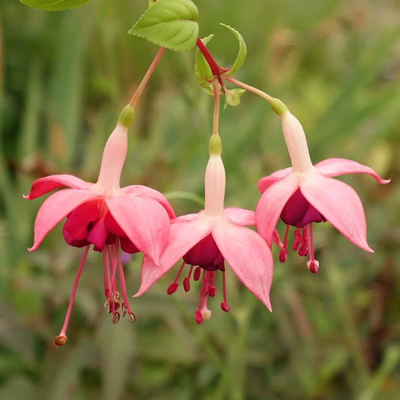 Fuchsia Paula Jane (Flowering)