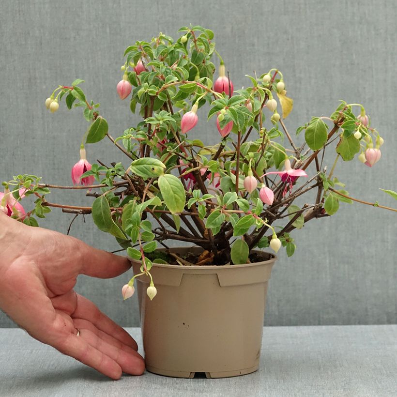 Fuchsia Paula Jane 12cm pot sample as delivered in summer