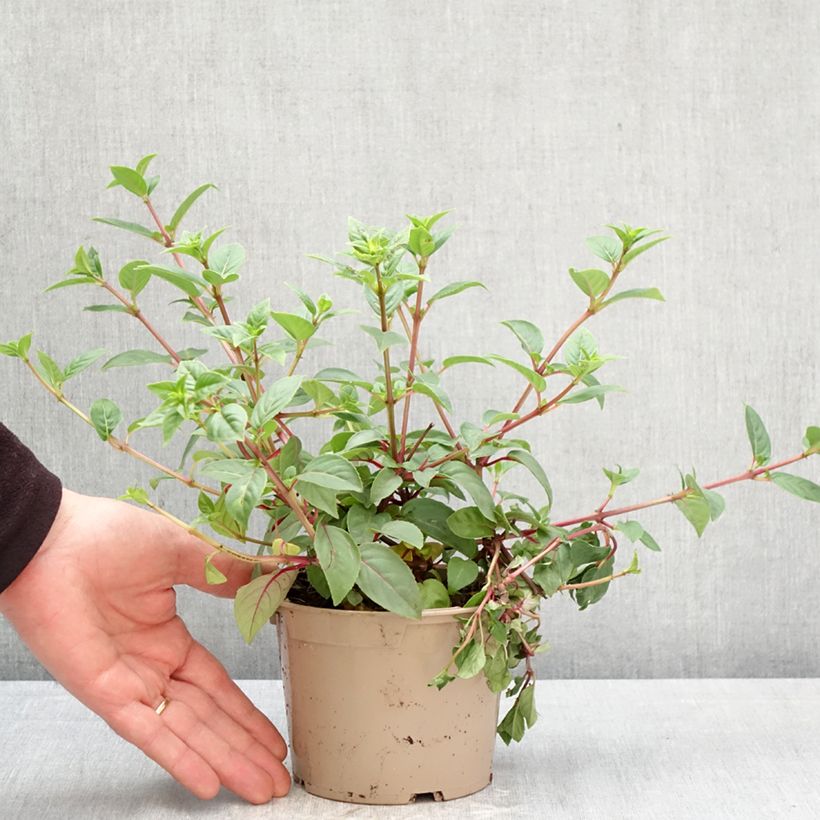 Fuchsia Paula Jane 12cm pot sample as delivered in spring