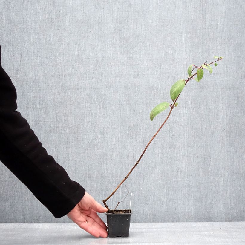 Fuchsia Chantilly 8/9 cm pot sample as delivered in winter