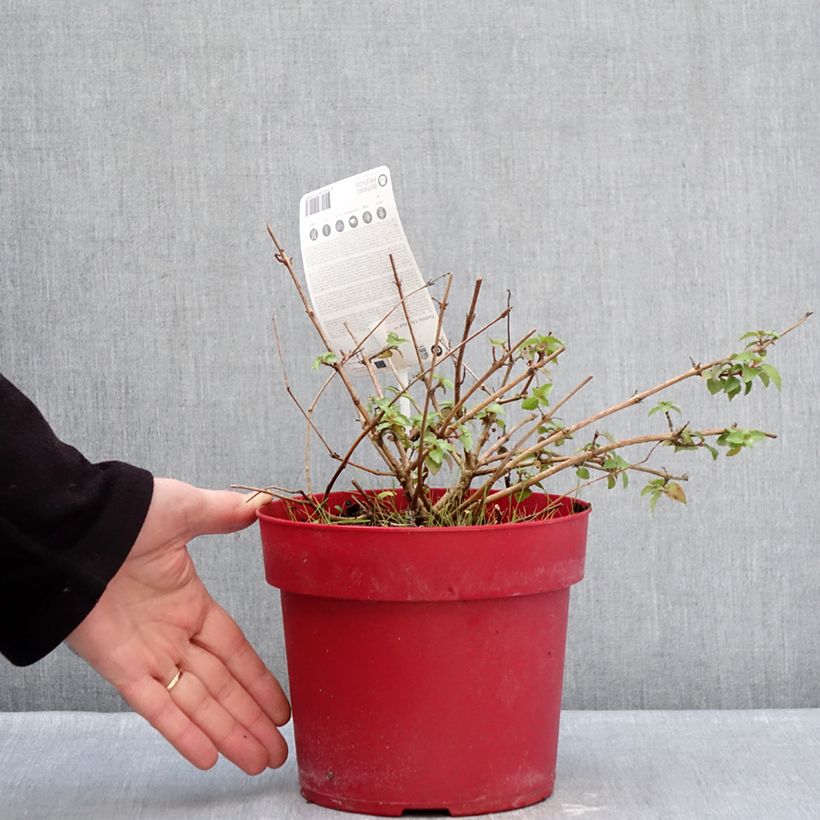 Fuchsia x hybrida Chilli Red 3L/4L pot sample as delivered in winter