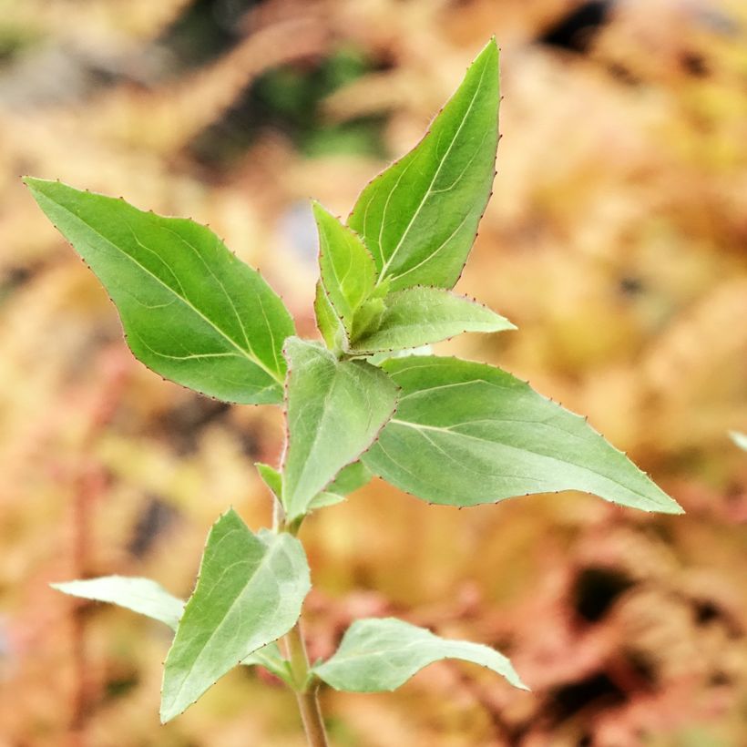 Epilobium canum Dublin (Foliage)