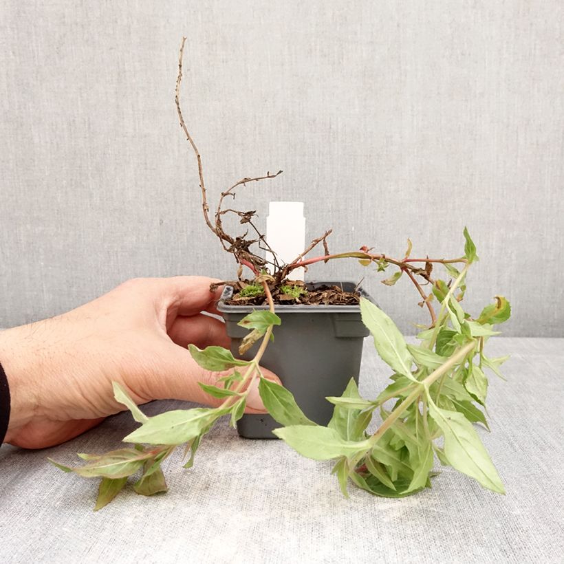 Epilobium canum Dublin 8/9 cm pot sample as delivered in spring