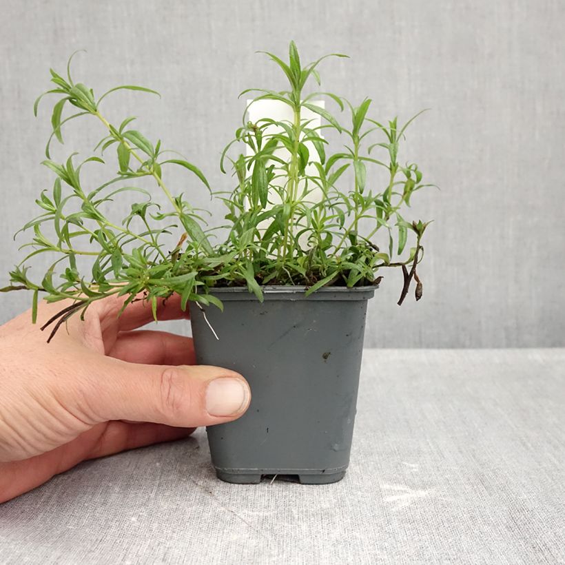 Zauschneria californica 8/9 cm pot sample as delivered in autumn