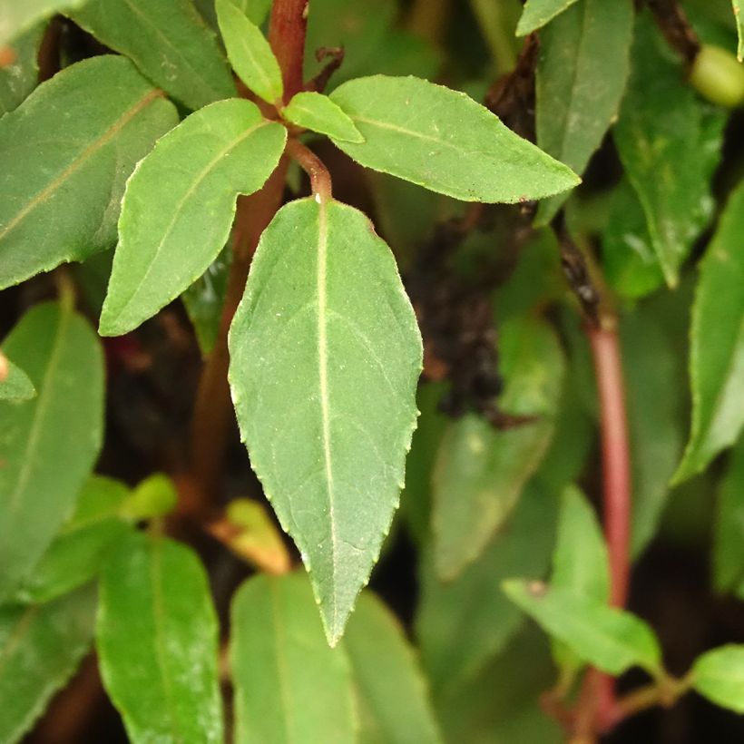 Fuchsia Ernie (Foliage)