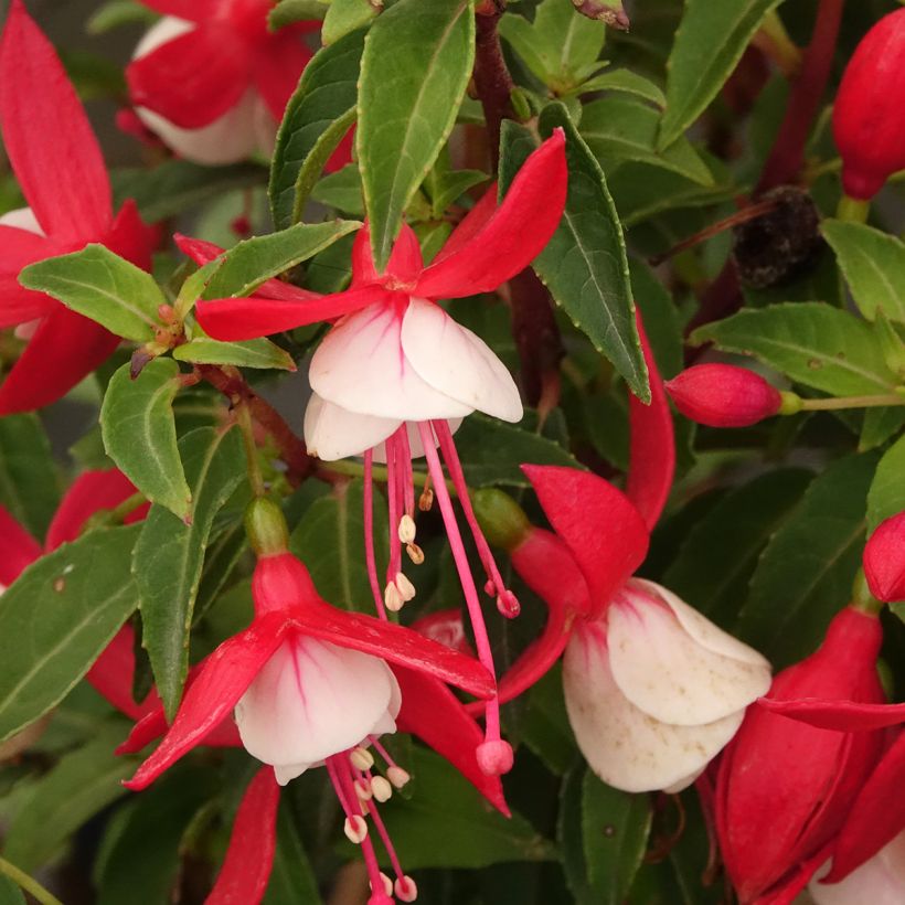 Fuchsia Ernie (Flowering)