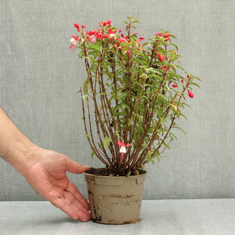 Fuchsia Ernie Pot de 12 cm / 13 cm sample as delivered in summer