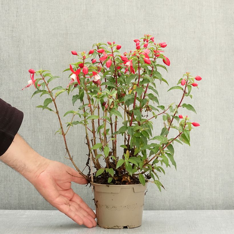 Fuchsia Ernie 12cm pot sample as delivered in spring