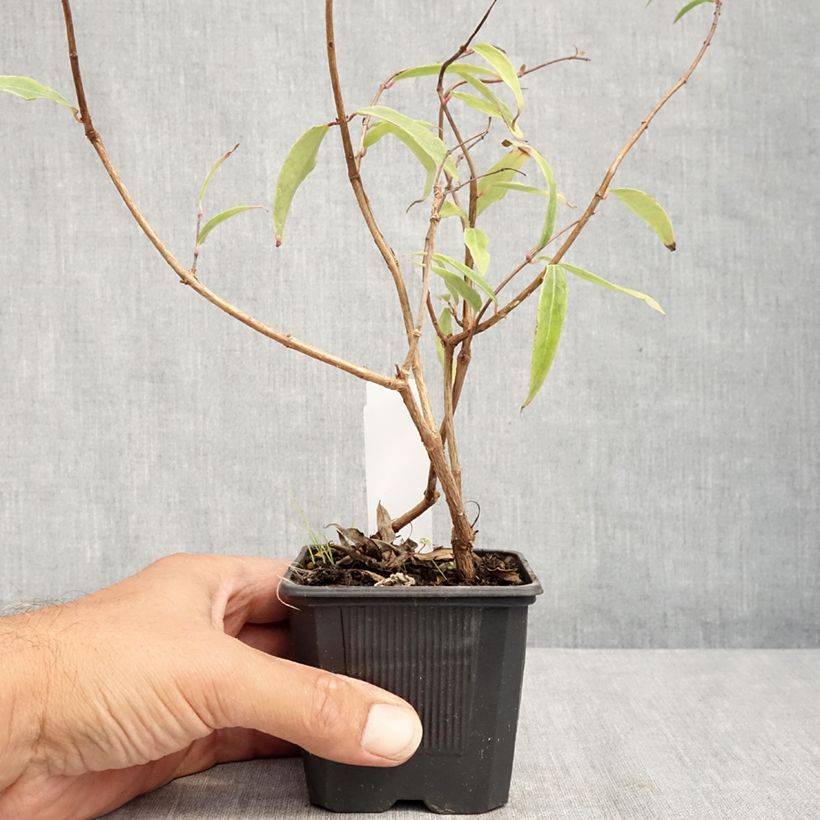 Fuchsia hatschbachii  8/9 cm pot sample as delivered in summer