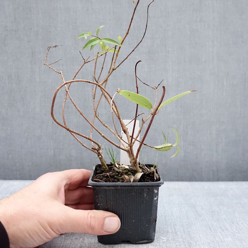 Fuchsia hatschbachii  8/9 cm pot sample as delivered in winter