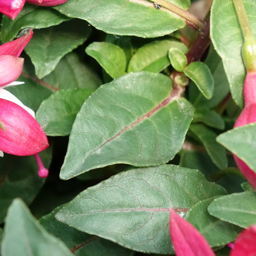 Fuchsia Jollies Madiran  (Foliage)