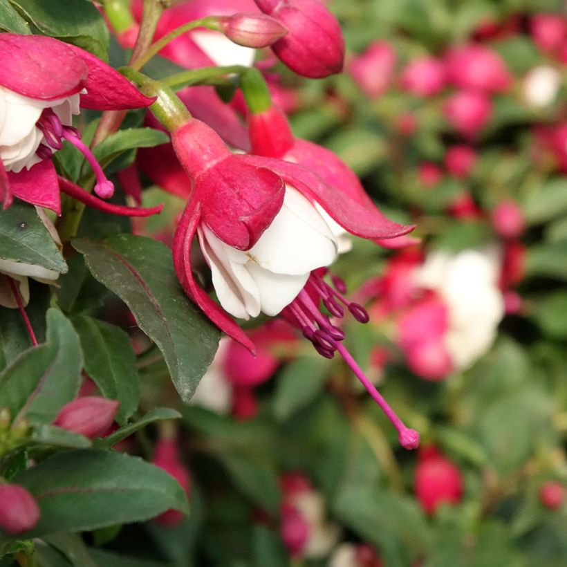 Fuchsia Jollies Madiran  (Flowering)