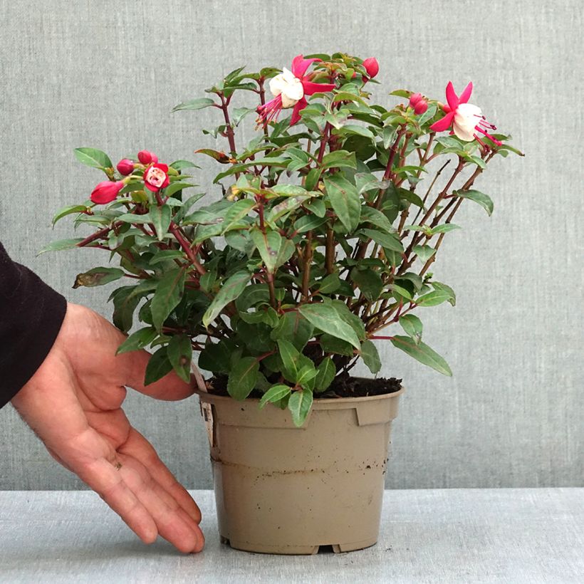 Fuchsia Jollies Madiran  12cm pot sample as delivered in spring