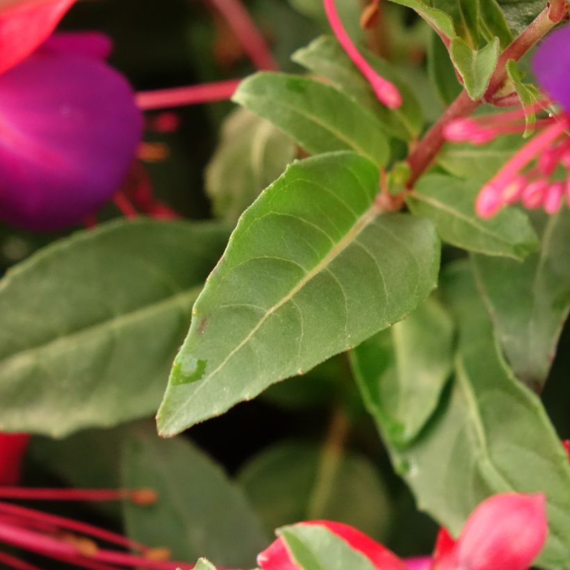 Fuchsia Jollies Nantes (Foliage)