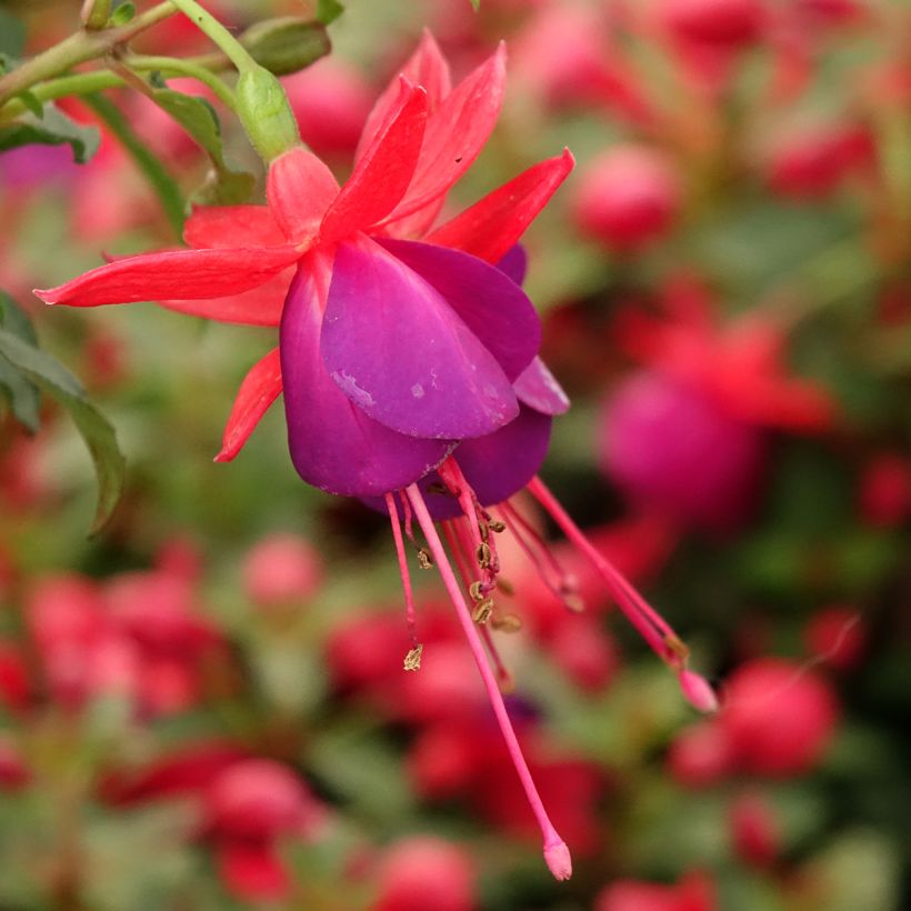 Fuchsia Jollies Nantes (Flowering)