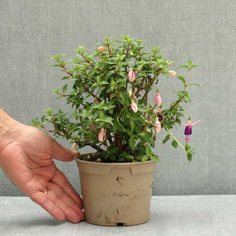 Fuchsia Lambada 12cm pot sample as delivered in summer