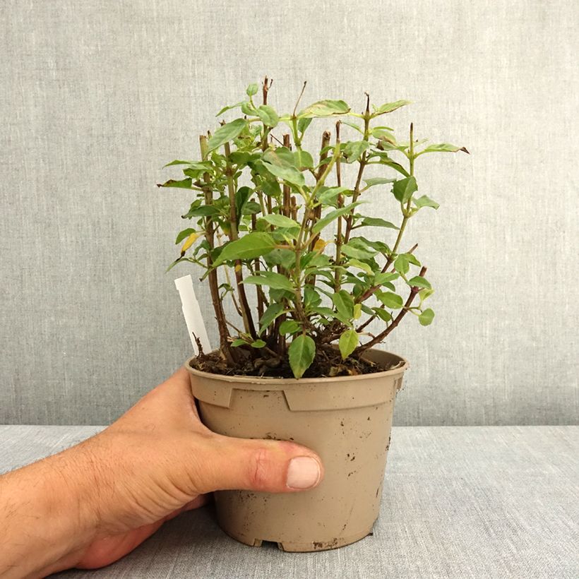 Fuchsia Lambada 12cm pot sample as delivered in spring
