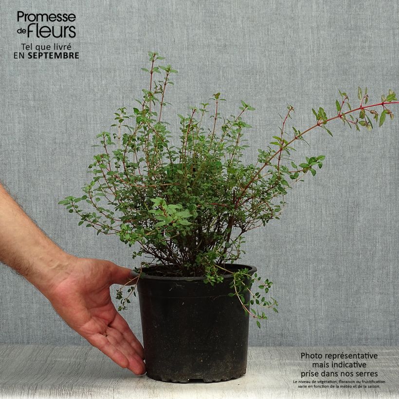 Fuchsia magellanica Arauco 1.5L/2L pot sample as delivered in autumn