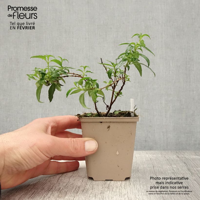 Fuchsia  magellanica Hawkshead 7/8 cm pot sample as delivered in winter