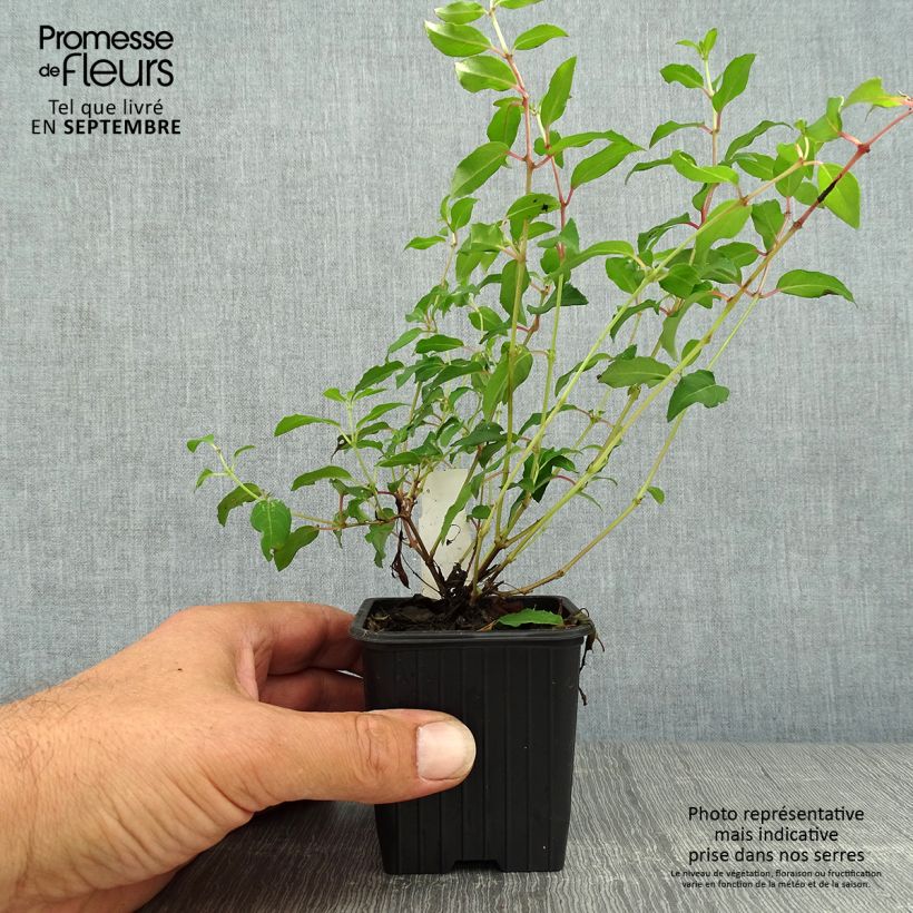 Fuchsia magellanica Riccartonii 8/9 cm pot sample as delivered in autumn