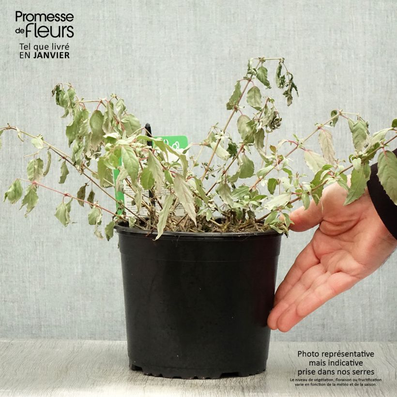 Fuchsia magellanica Tricolorii 2L/3L pot sample as delivered in winter
