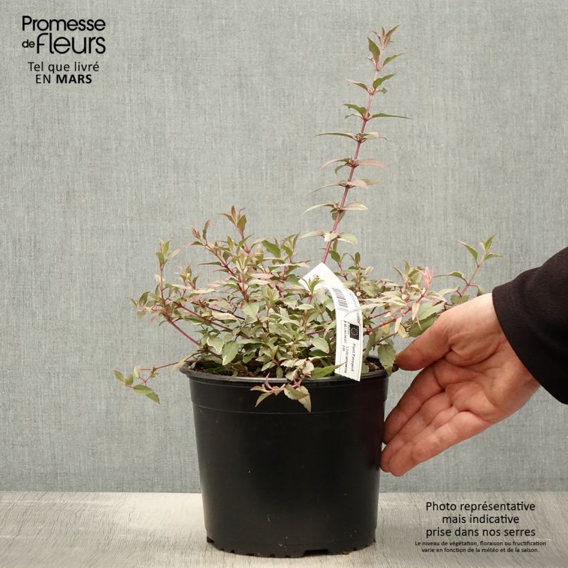 Fuchsia magellanica Tricolorii 2L/3L pot sample as delivered in spring