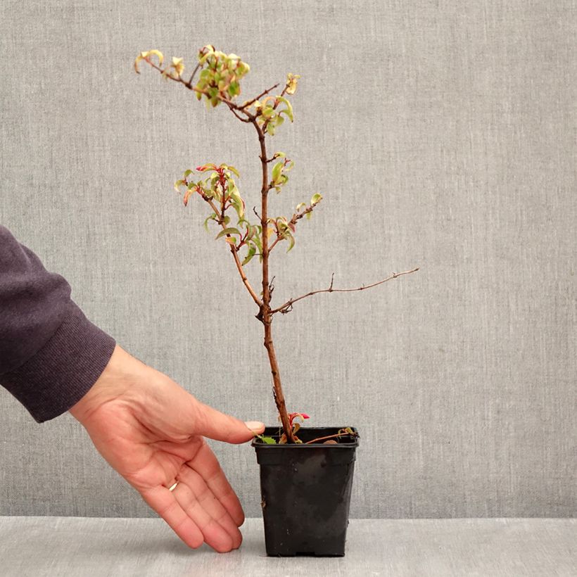 Fuchsia magellanica var. gracilis Aurea 7/8 cm pot sample as delivered in autumn