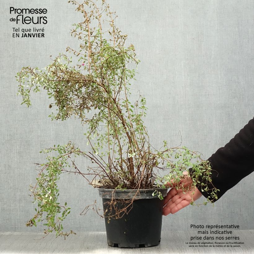 Fuchsia microphylla subsp. microphylla 4L/5L pot sample as delivered in winter