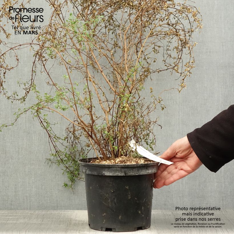 Fuchsia microphylla subsp. microphylla 4L/5L pot sample as delivered in spring