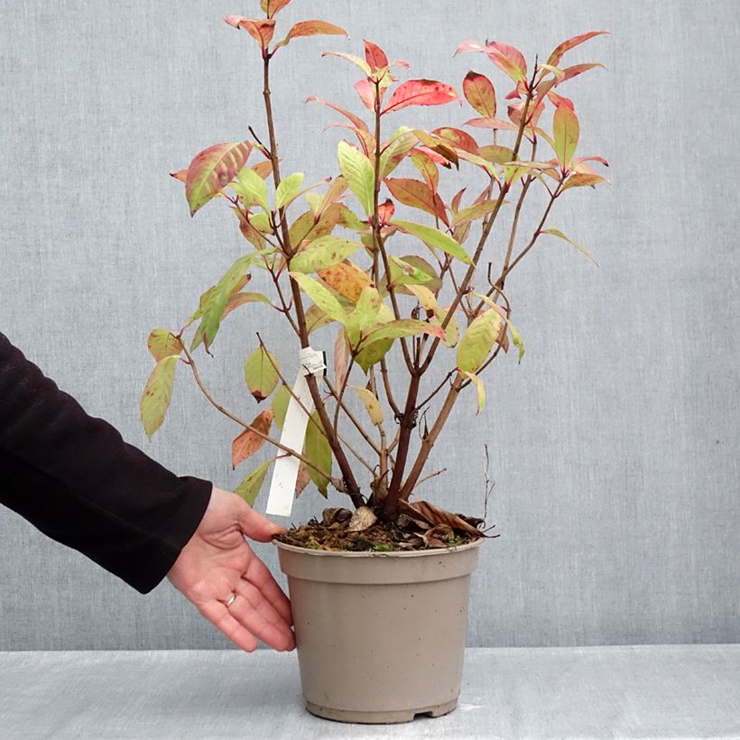 Fuchsia paniculata 4L/5L pot sample as delivered in autumn