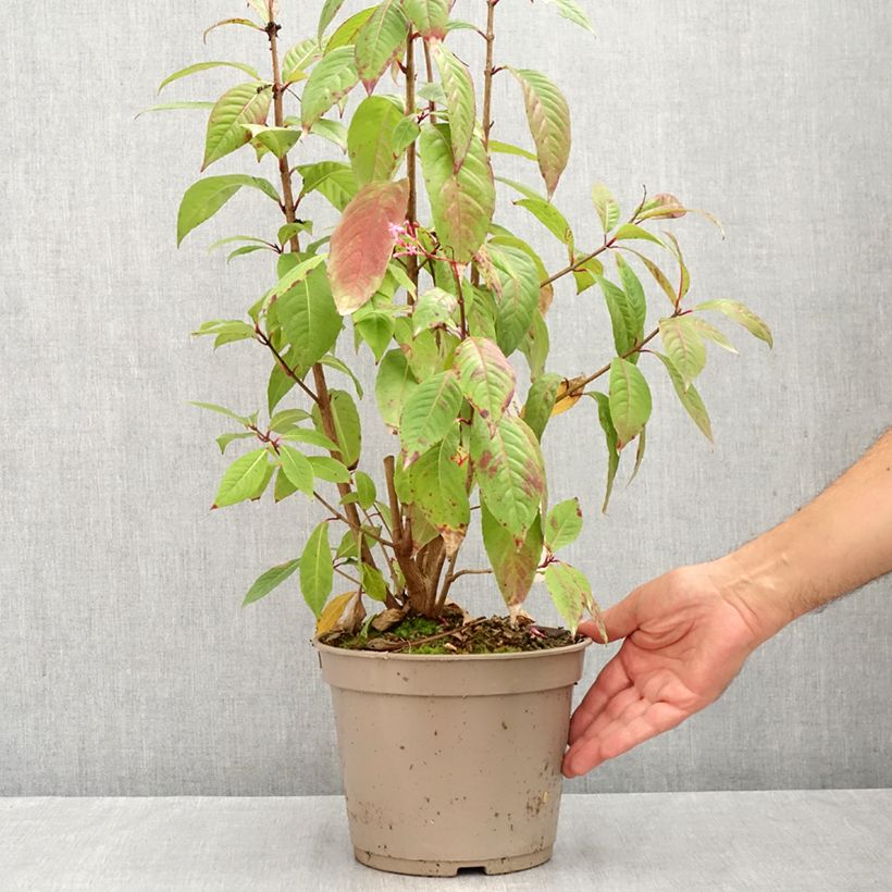 Fuchsia paniculata 4L/5L pot sample as delivered in summer